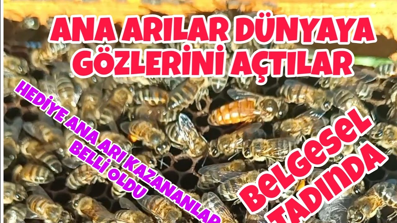 ANA ARI ALIRKEN NELERE DİKKAT ETMEMİZ GEREKİR.ANA ARILARIMIZ DÜNYAYA GÖZLERİNİ AÇTILAR. BELGESEL