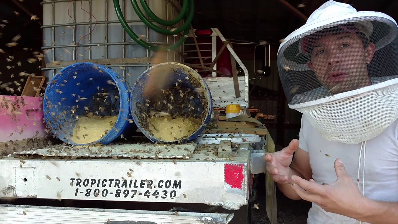 🔵Feeding dry pollen sub to November bees
