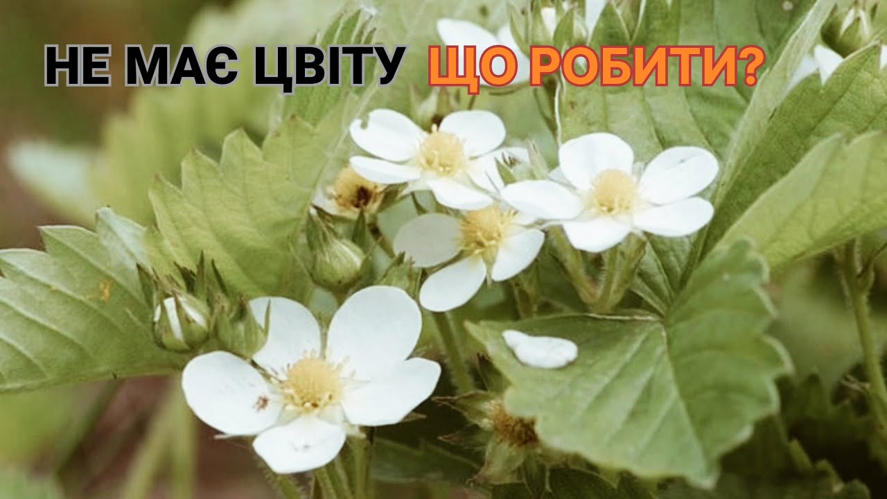 Не ЗАЦВІЛА полуниця?Що це за явище?Вирішення ПРОБЛЕМИ!