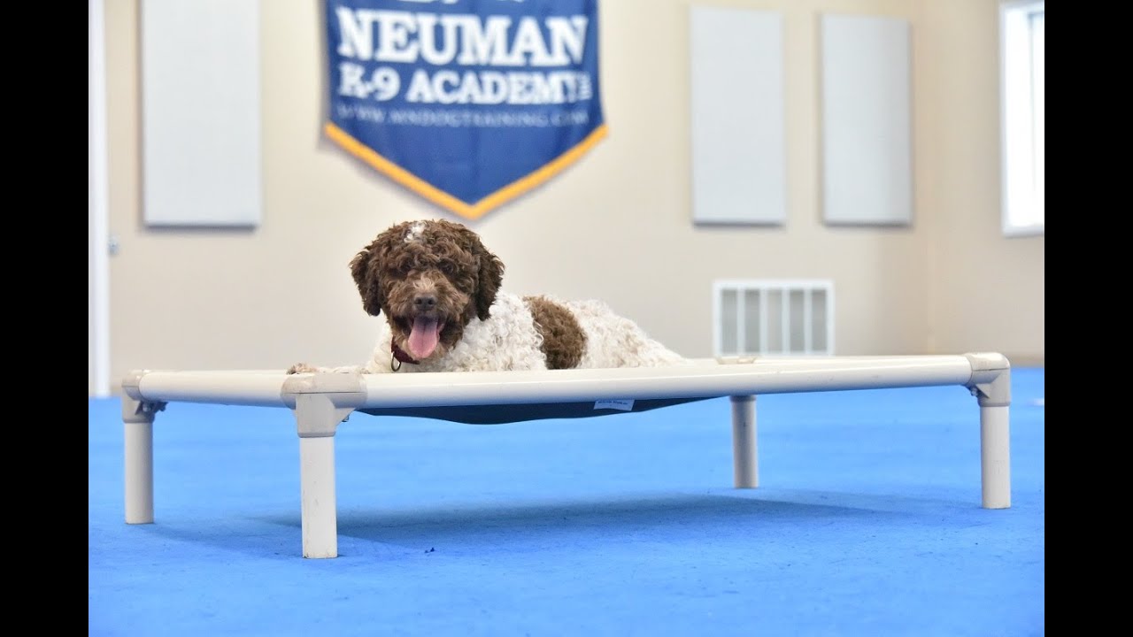 Cleo (Lagotto Romagnolo) Puppy Camp Dog Training Video Demonstration