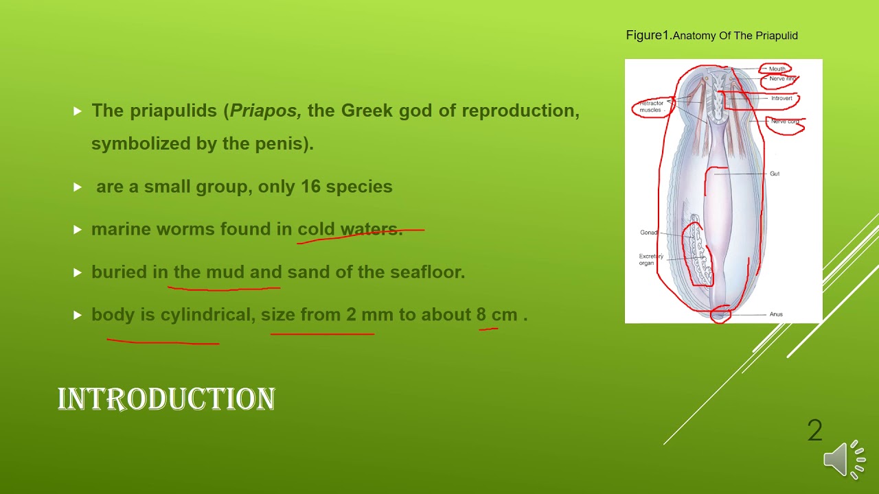 Phylum Priapulida