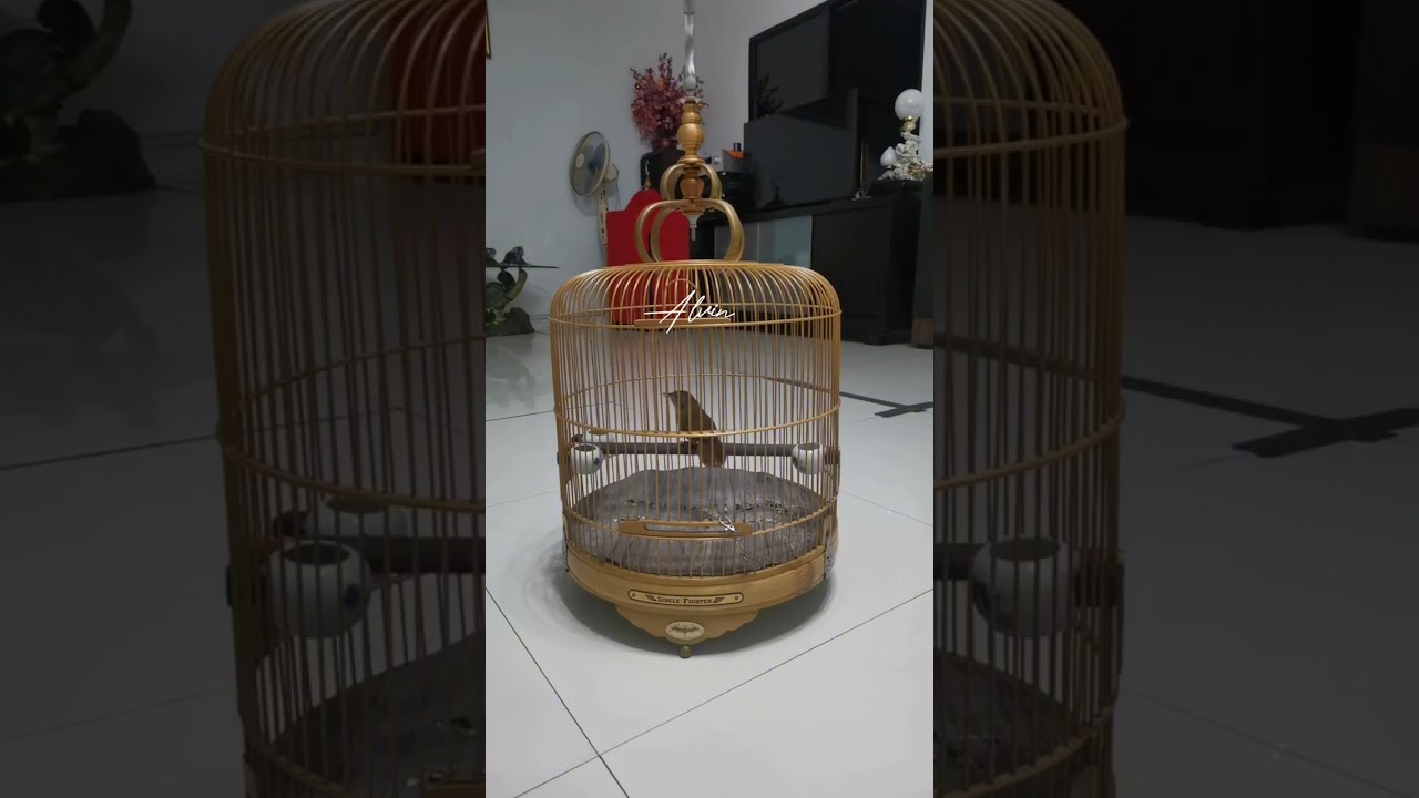 Wambi mini gacor sangat jos buat pancingan wamin bahan