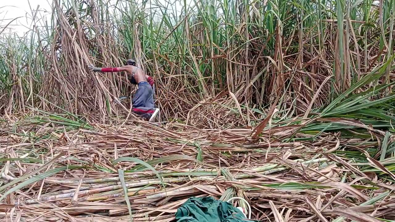 Gk kuat ngejar pak d di sebelah.. Ngebut tebangny, di indolampung