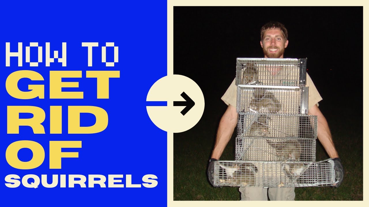How to Get Rid of Squirrels in the Attic (Quickly!) - 2026