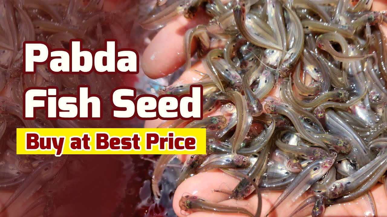 Pabda Fish Seeds - Buy Pabda Fish Seed at Best price in India from Bangla Krishi Khamar
