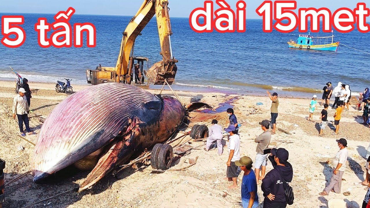Phát hiện Cá Ông nặng 15 tấn ở Biển Liên Hương Bình Thuận 