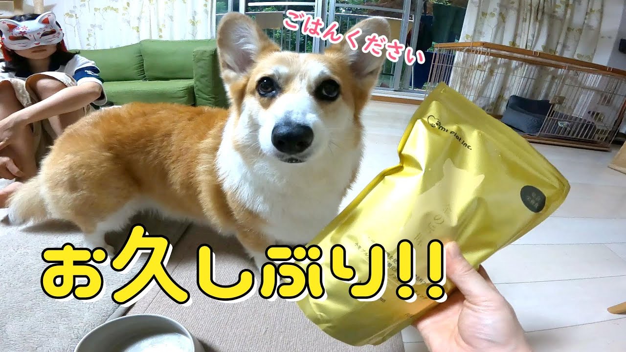 一粒だって絶対に見逃さない食いしん坊コーギー【金の旨味】