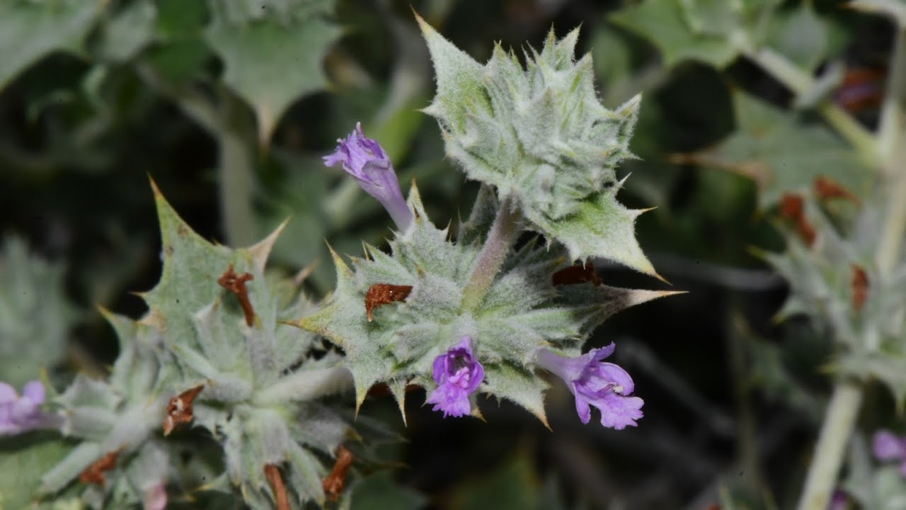 Of Desert Salvias and Desert Milkweeds