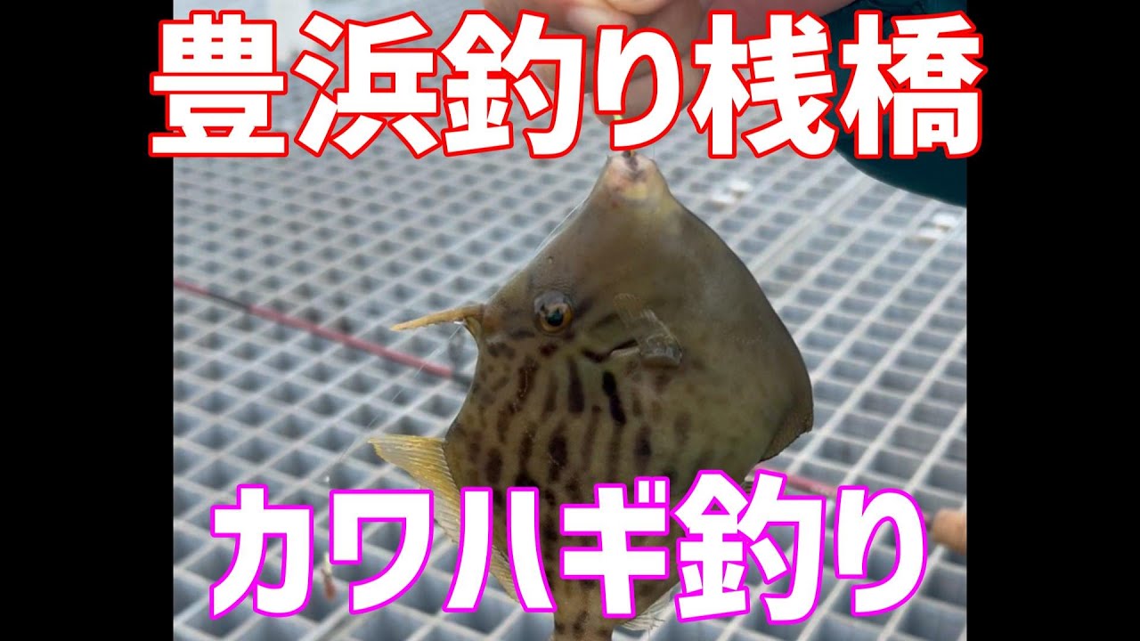 豊浜釣り桟橋　カワハギ釣り　貴重な１匹　自分じゃなく💦　釣った人発見！ｗ