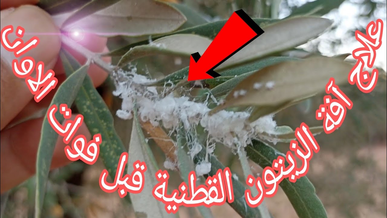 علاج آفة حشرة الزيتون القطنية قبل فوات الاوان / حشرة البسيلا أوكما يسميه البعض المن القطني الزيتون