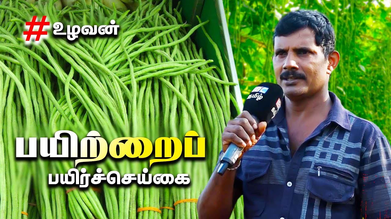 பயிற்றைப் பயிர்செய்கை  | Payathangai | long beans