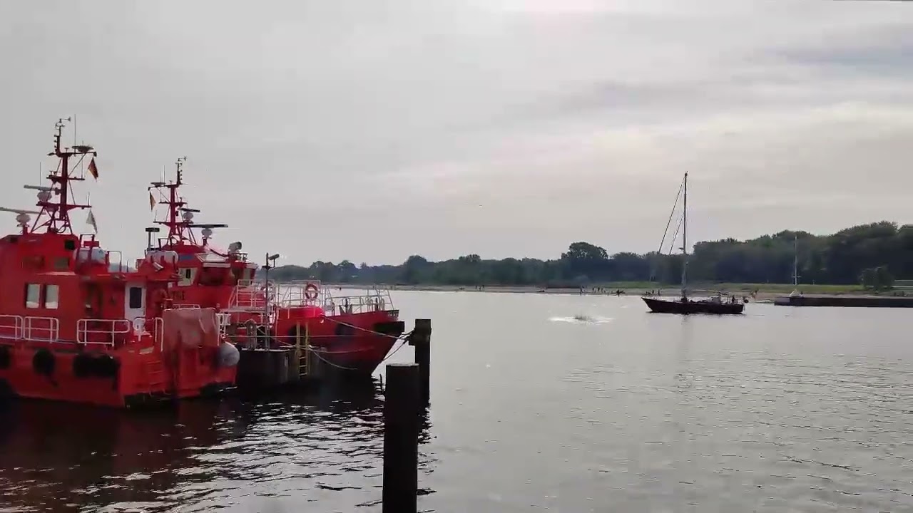 Travemünde: Delfin Delle mit Luftsprüngen  Aufnahme vom 17.09.2023 #Delfin #Travemünde #Delle