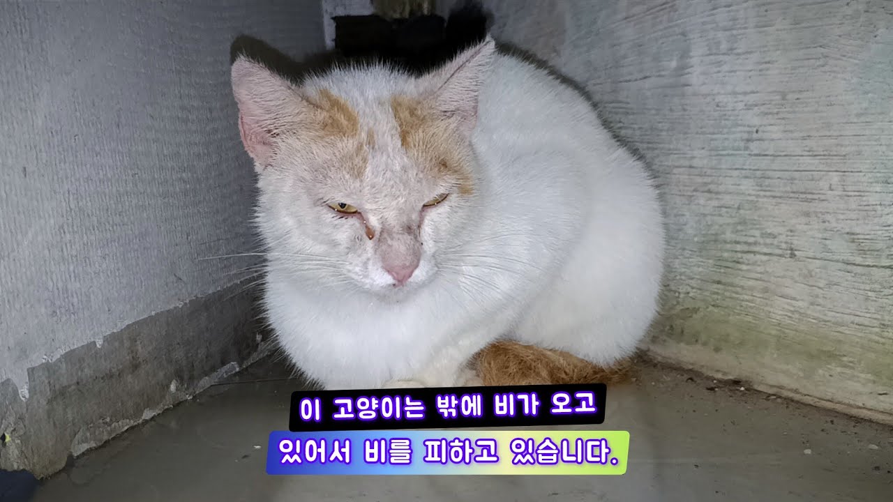 이 고양이는 밖에 비가 오고 있어서 비를 피하고 있습니다.