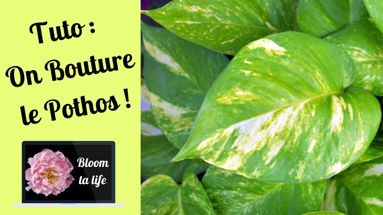 Tuto : On Bouture Le Pothos - Bloom ta life