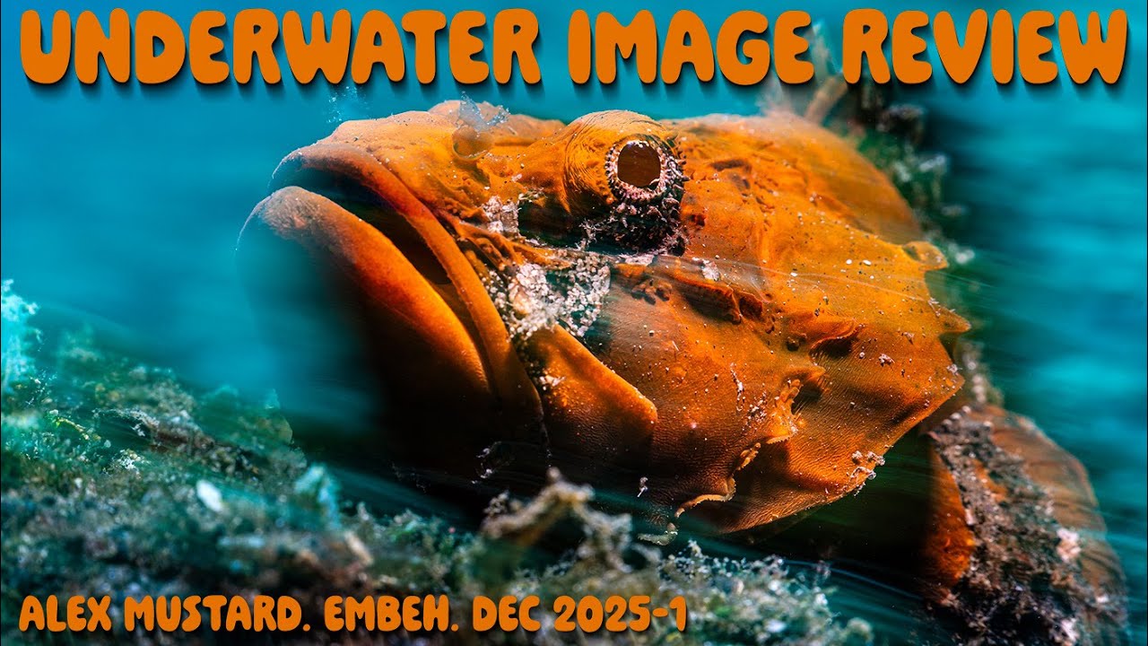 Обзор подводных фотографий: Алекс Мастард. Лембех, 2025. Декабрь - 1