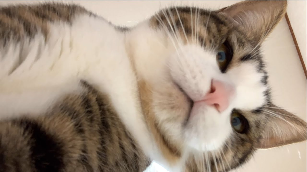 超アップで見ると豆大福に似てる猫