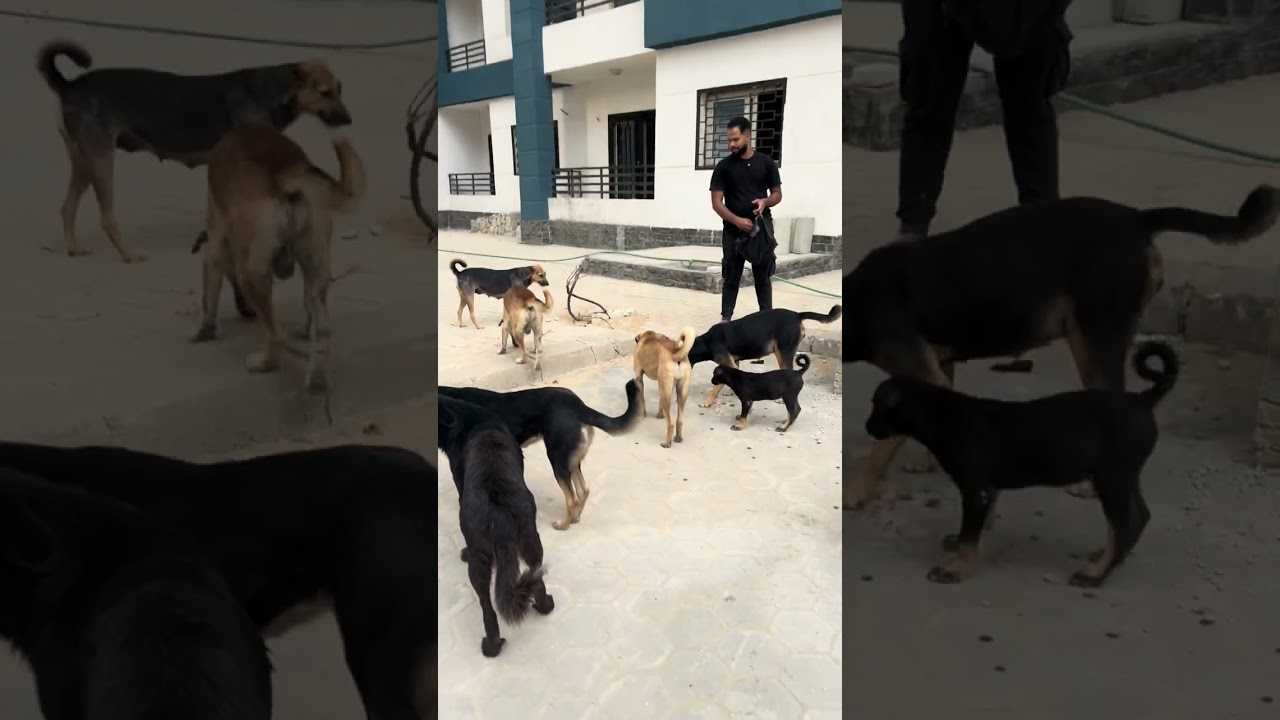 “الرحمة بالحيوان دليل على طهارة القلب 🤍🐶