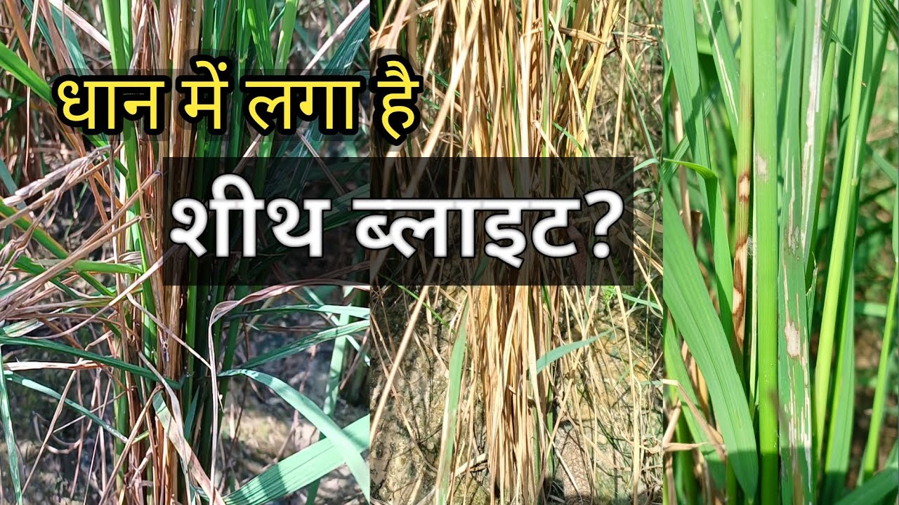 Sheath blight of rice control |  Best Fungicide in market