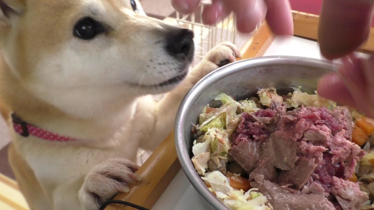 柴犬小春　鹿ミンチと鰹節の奇跡のコラボに乗り出す！Talking Dog【ASMR】音フェチ・飯テロ