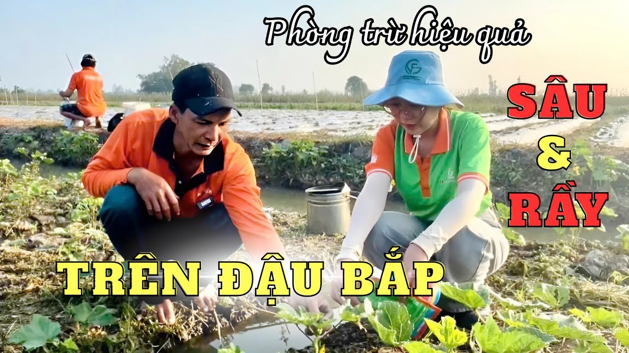 Giải pháp giúp chú Chín quản lý hiệu quả đối tượng Sâu cắn lá và Rầy trên cây Đậu bắp.