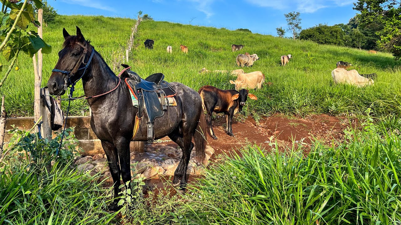 😱🐄Llevamos a las vacas a este potrero que se había puesto muy bueno 😱🐄