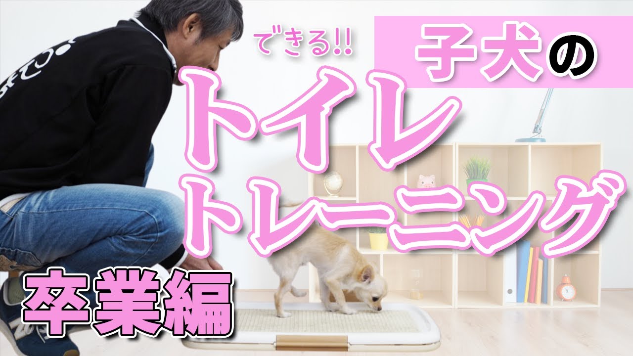 【子犬 トイレのしつけ】トイレトレーニング卒業編 チワワの子犬とやってみた！