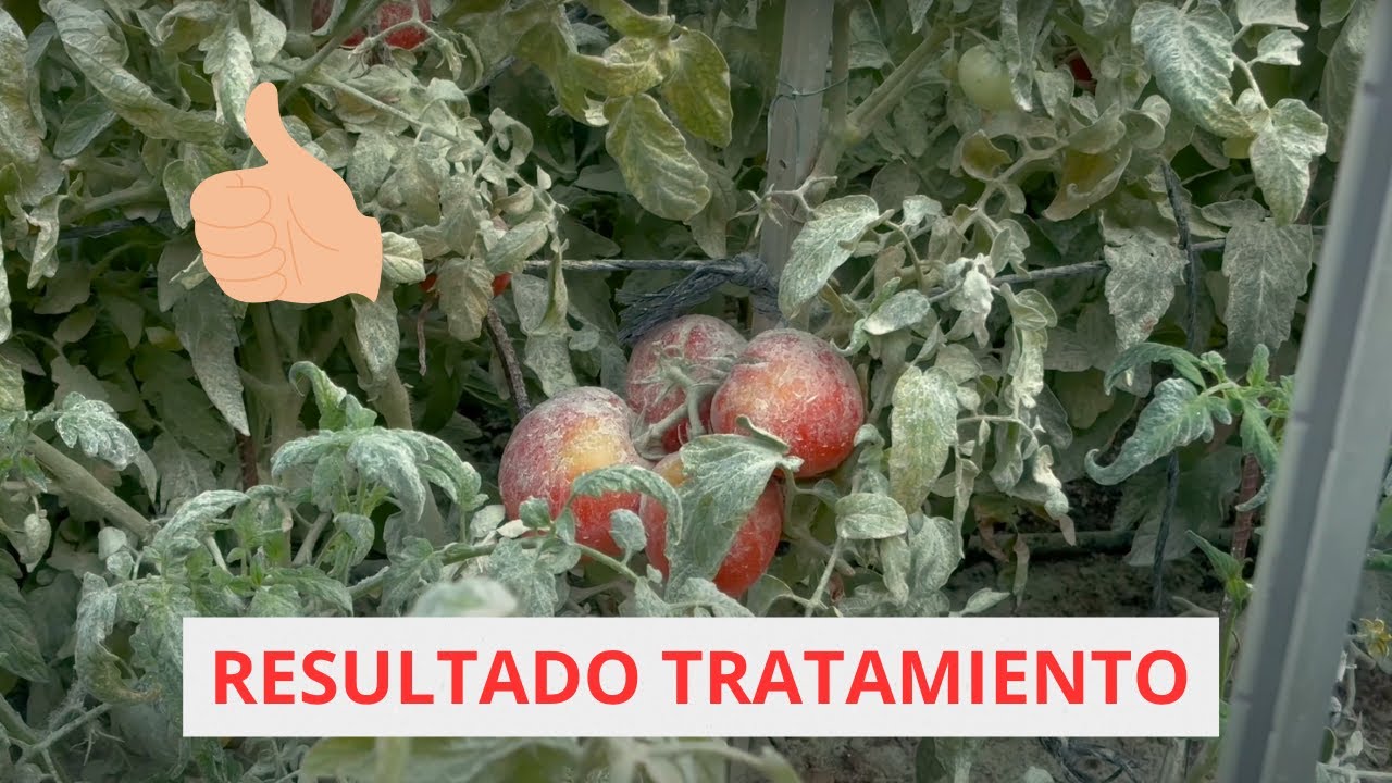 El Huerto del Abuelo - Tomates post-tratamiento