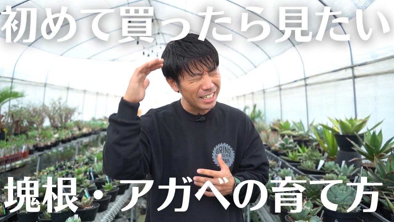 アガベ・塊根買って満足するな！これで脱初心者！