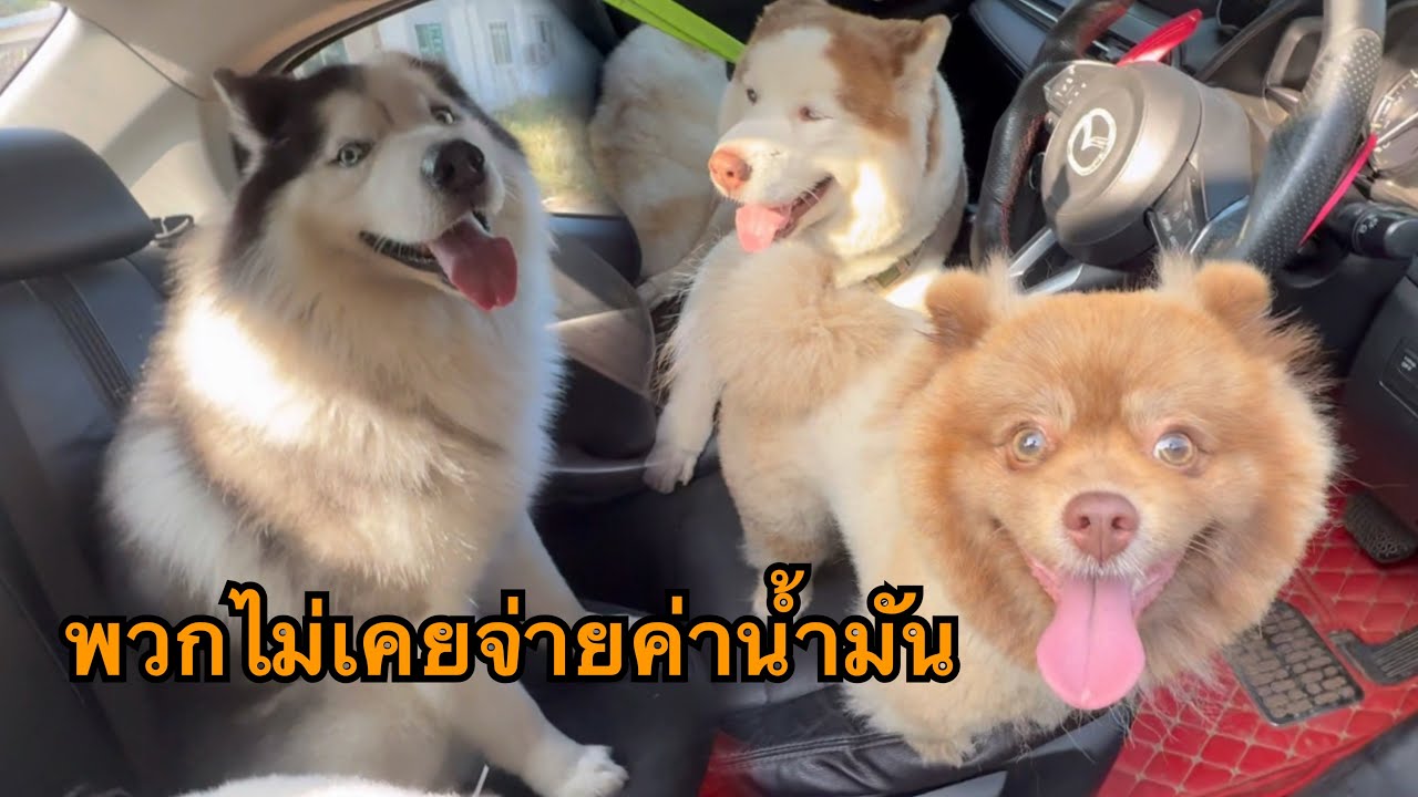 ตั้งแต่ตัดสินใจเลี้ยงแก๊งขี้กะโปกมาชีวิตก็ไม่มีวันไหนสงบสุขอีกเลย