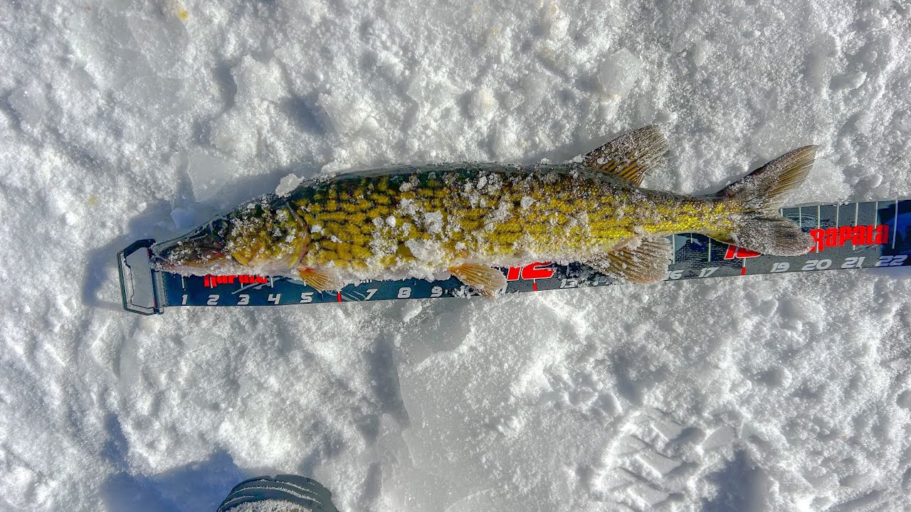 Ice fishing local fishing *Derby* winning with a buzzer beater fish!!