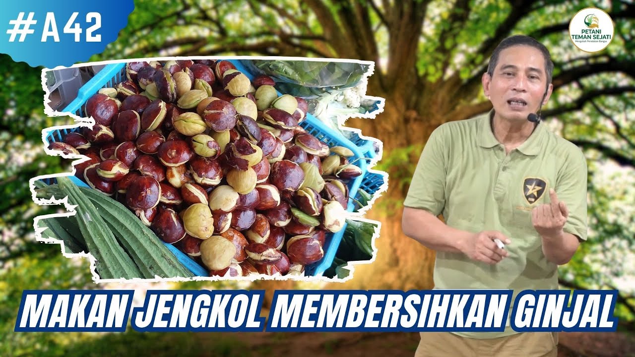 Makan Jengkol Bisa Membersihkan Ginjal