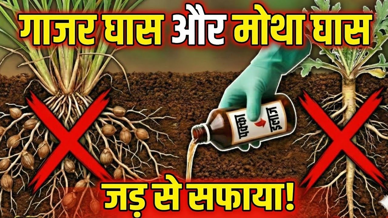 खरपतवार का खात्मा कैसे करें? | Weed Control Full Science | किसान के पैसे का सबसे बड़ा दुश्मन