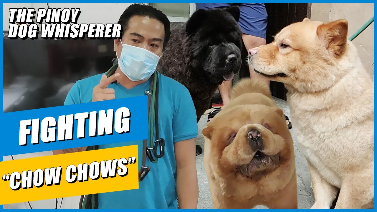 Woofcam: Fighting Chow Chows