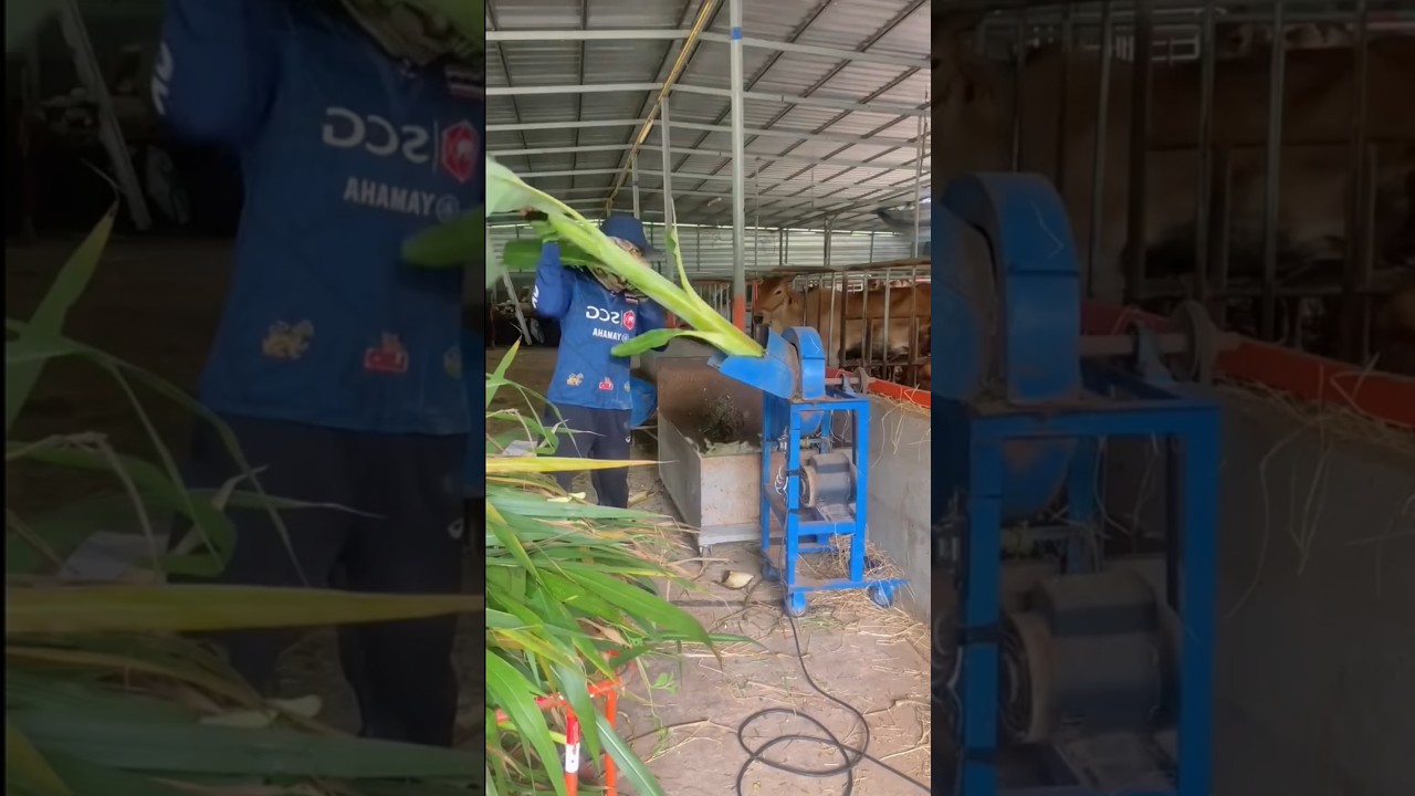 Process of making cow feed by cutting banana trees