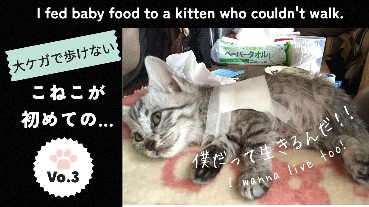 ケガで歩けないこねこの手当と離乳食【介護猫】