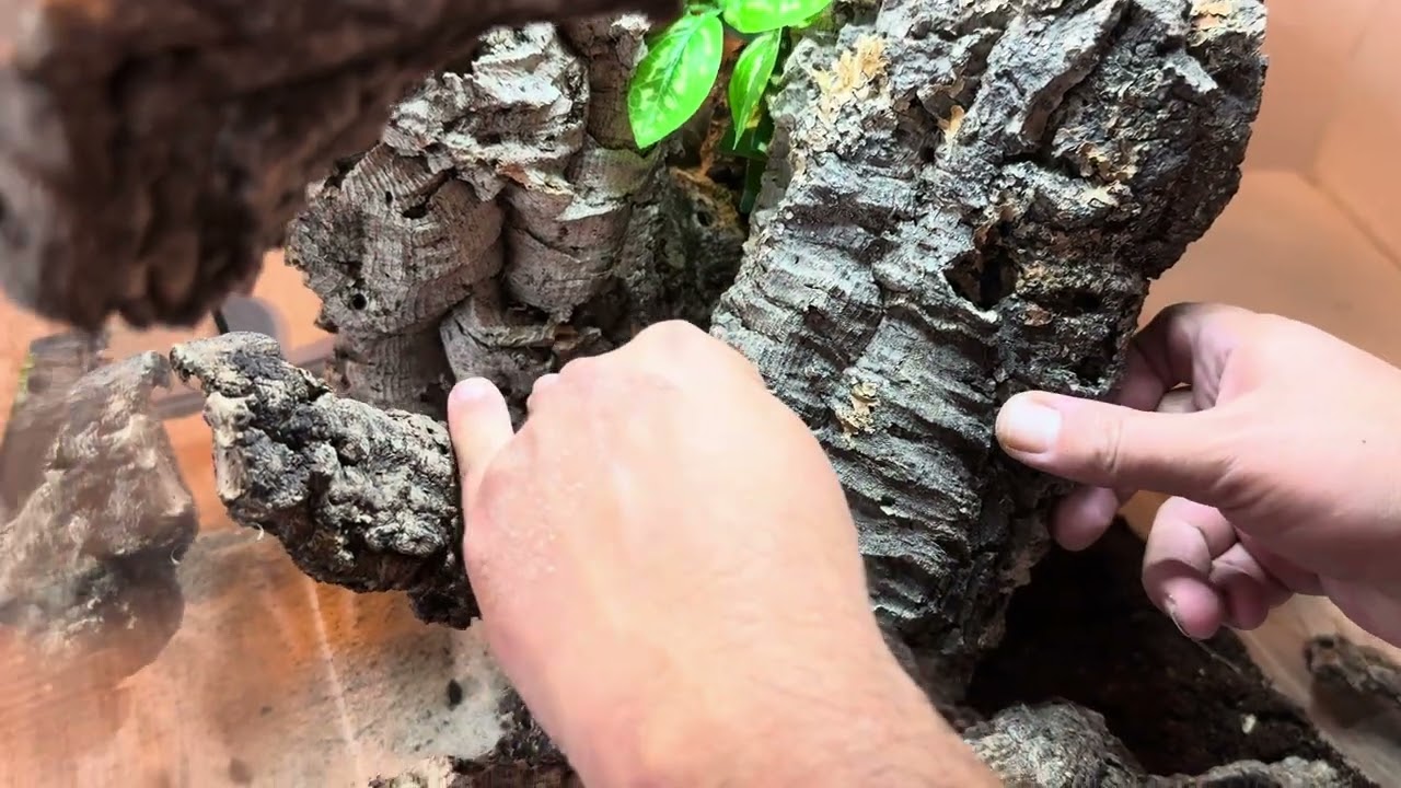 Stavba terária a caresheet pro Sceloporus malachiticus