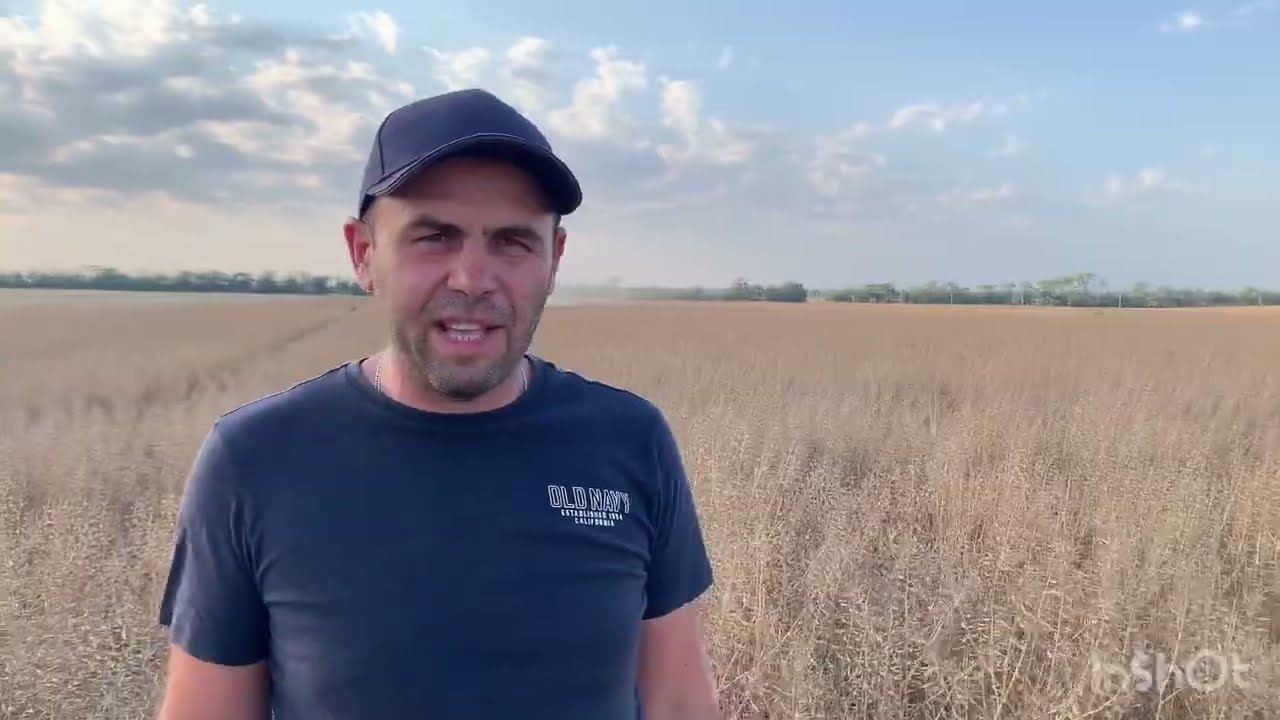 Горчица + горох. Итог 2023