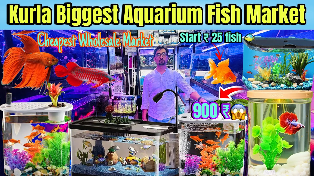 कुर्ला Cheapest Wholesale Fish Tank Market | Kurla Aquarium Fish Shop | Kurla Wholesale Fish Market.