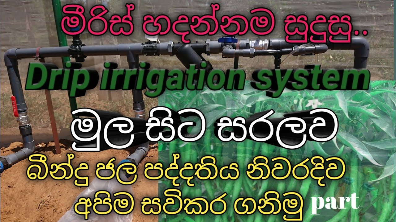 how to install Drip system|බින්දු ජල පද්ධතිය නිවරදිව සවි කරමු|Irrigation system