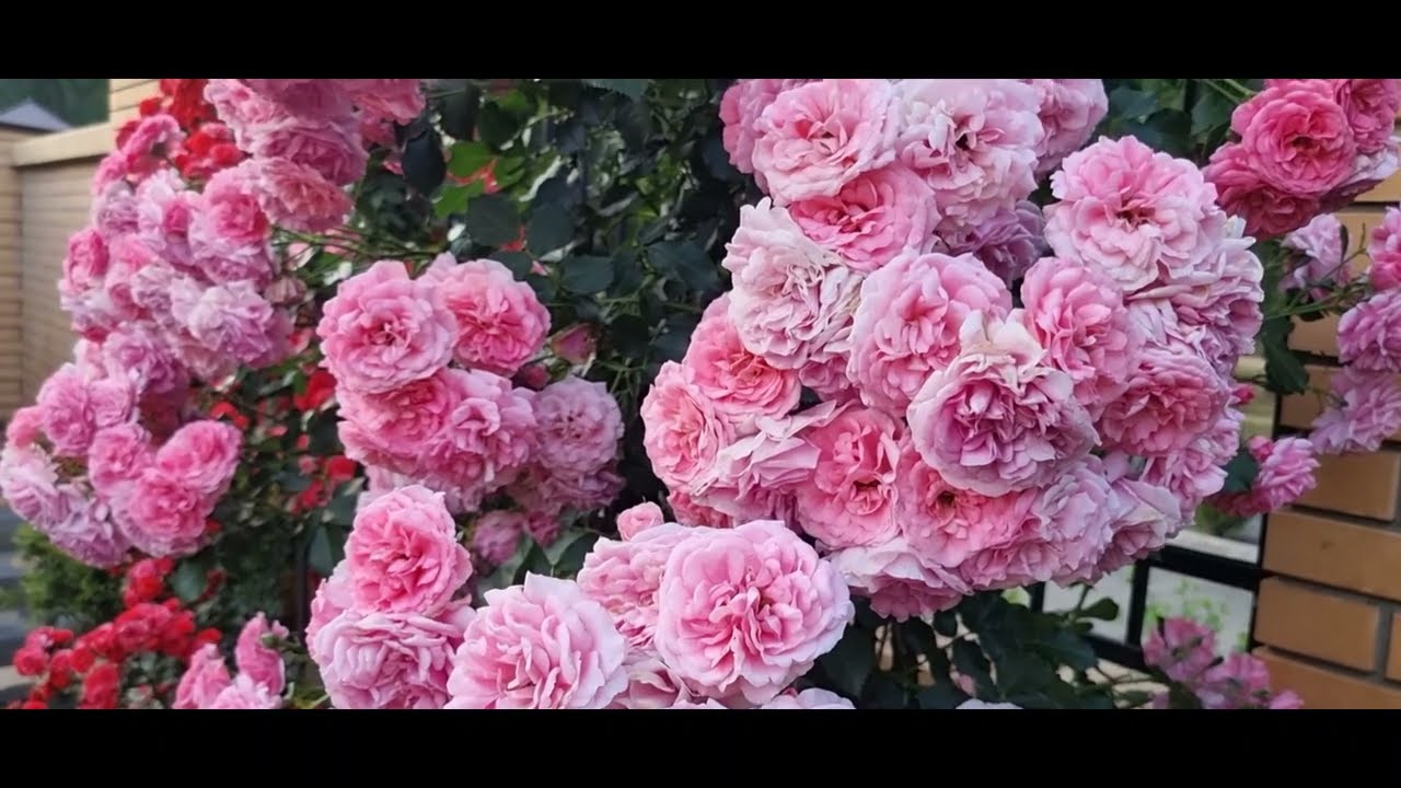 Purple Splash,Palais Royal,Giardina,Orange Meillandina,Teasing Georgia, Elfe,Rosarium Uetersen