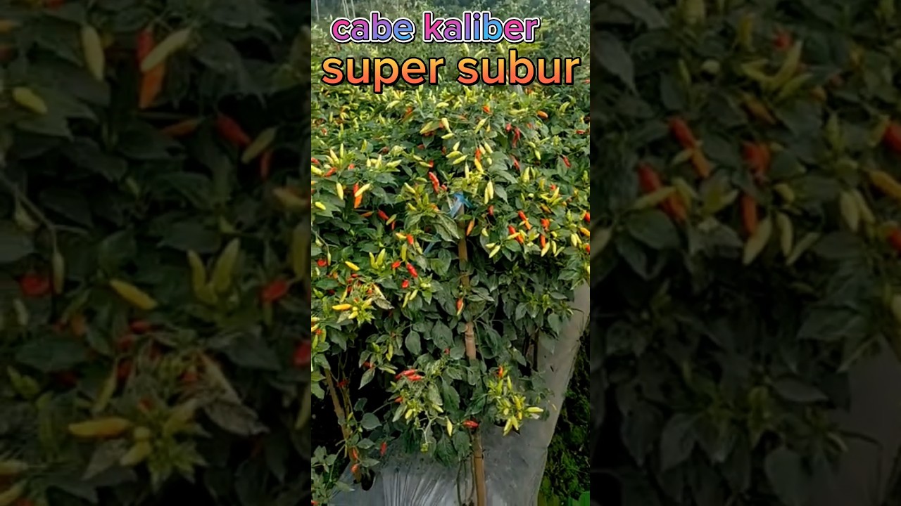 cabe kaliber buahnya super gembel #caberawit #cabekaliber #cabetahanvirus