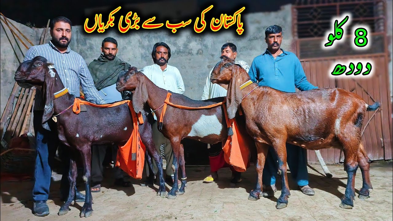 Pakistan's Most Biggest Beetal Goats Of Muneer Kamoka Bhai - Big Goats Documentary 2025
