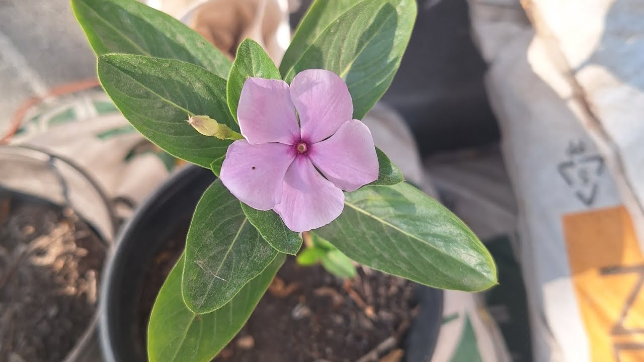 Cultiva teresitas desde semillas 