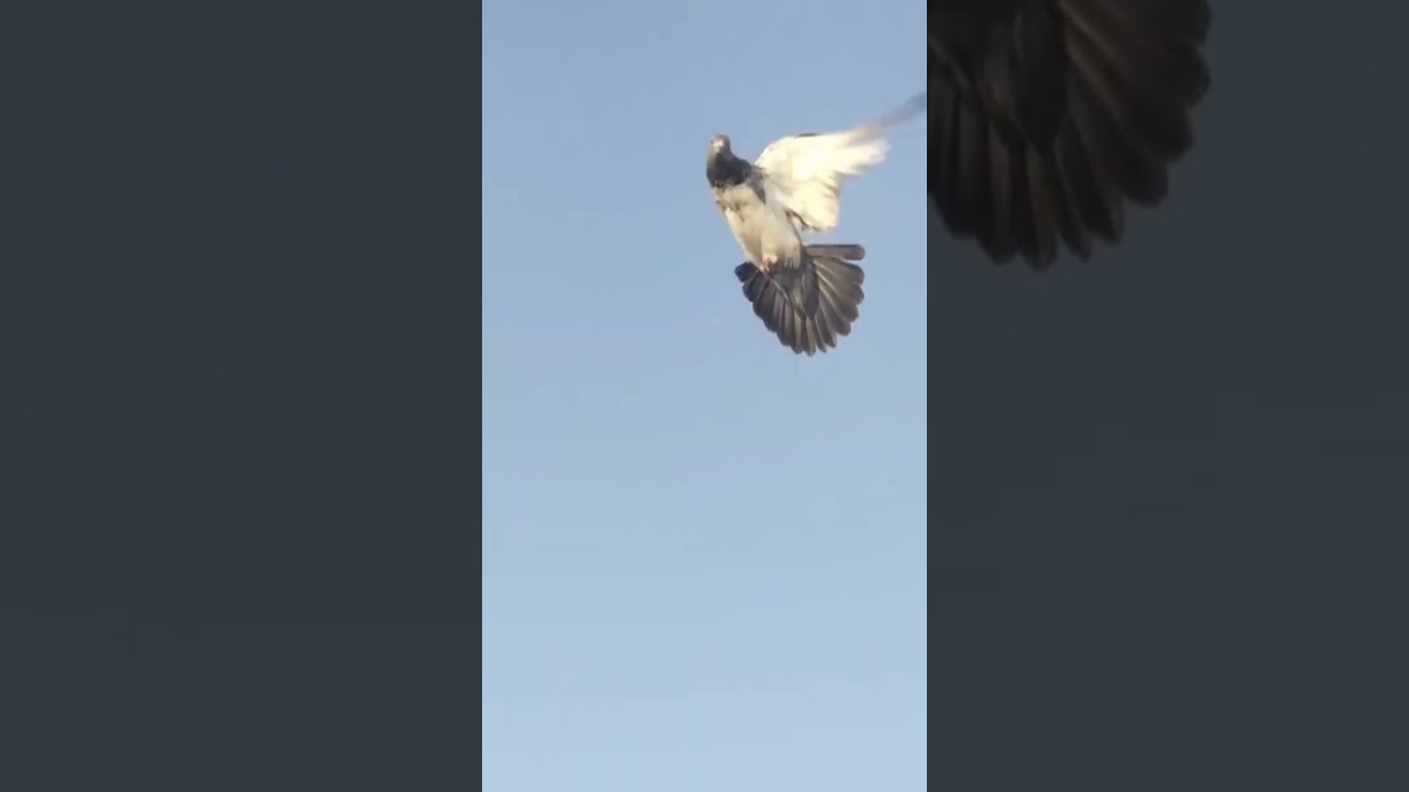 👑udan teddy kabootar ki 🚀 #pigeon #kabootar #shorts
