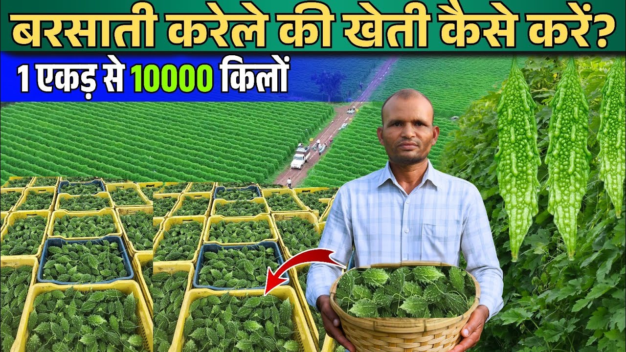 बरसाती करेले की खेती कब और कैसे करें। How to get more production in Bitter Gourd. 