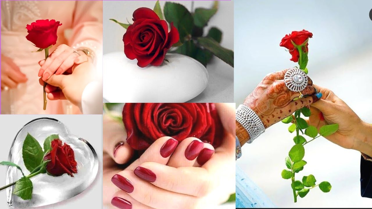 Rose dpz|Красная роза Whatsapp dpz|Обои с розамиWhatsapp|Розовые dp фото для девушек/Красивые dps