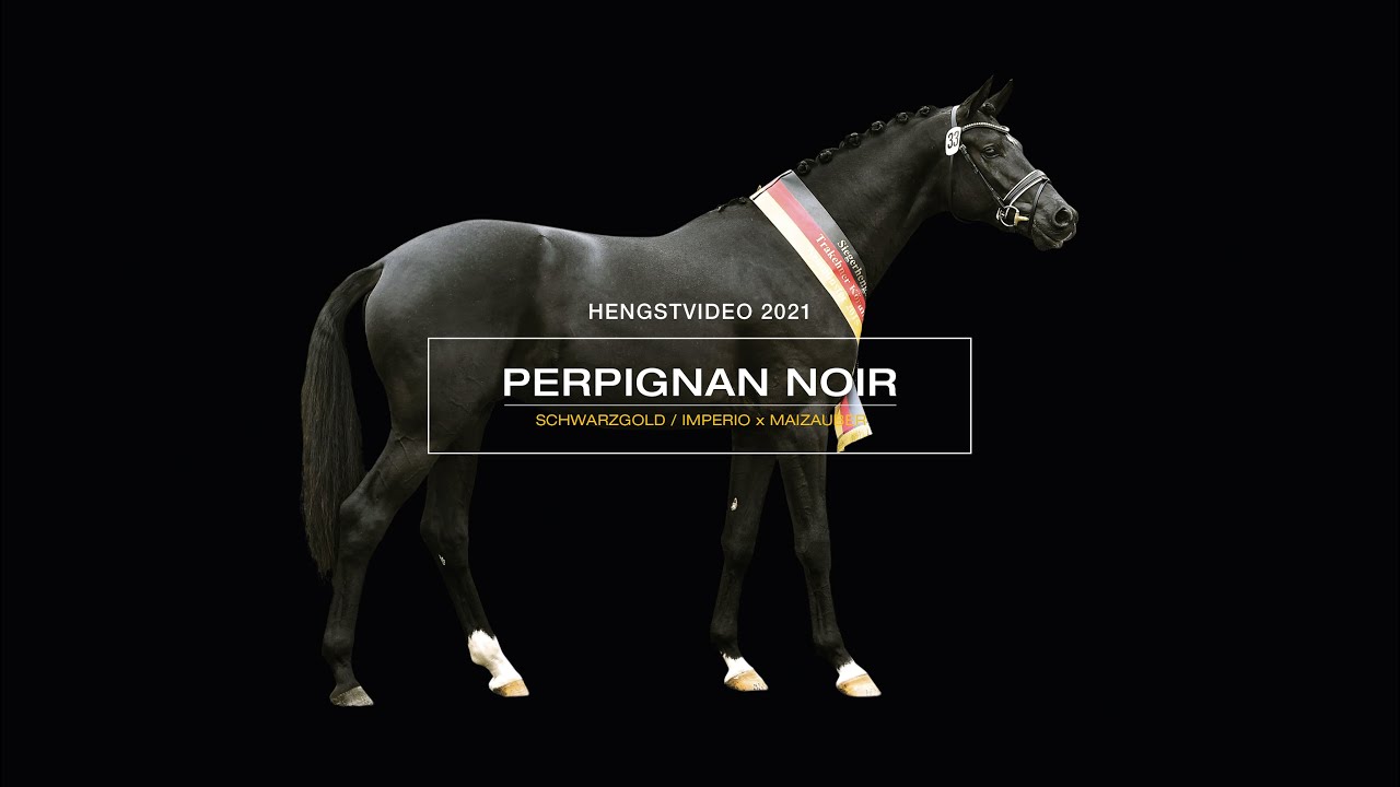 PERPIGNAN NOIR Hengstvideo 2021