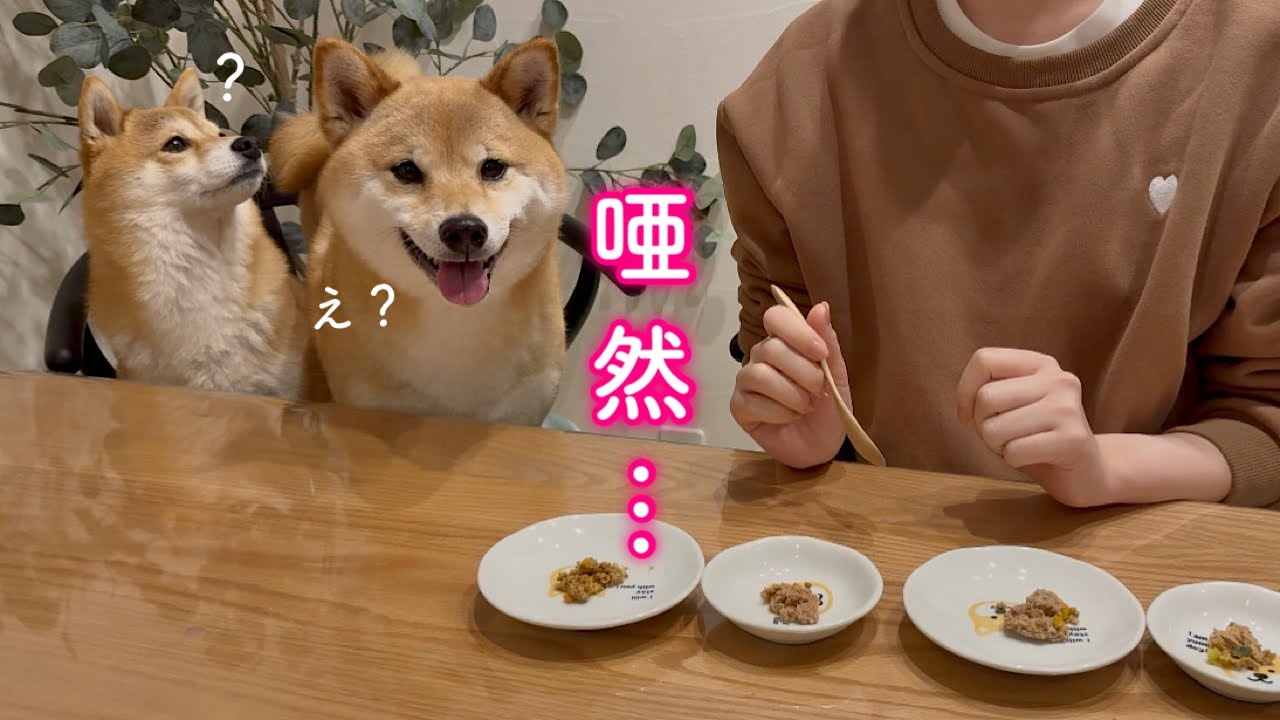 目の前で自分たちのご飯を飼い主に食べられたときの愛犬の反応が可愛過ぎました