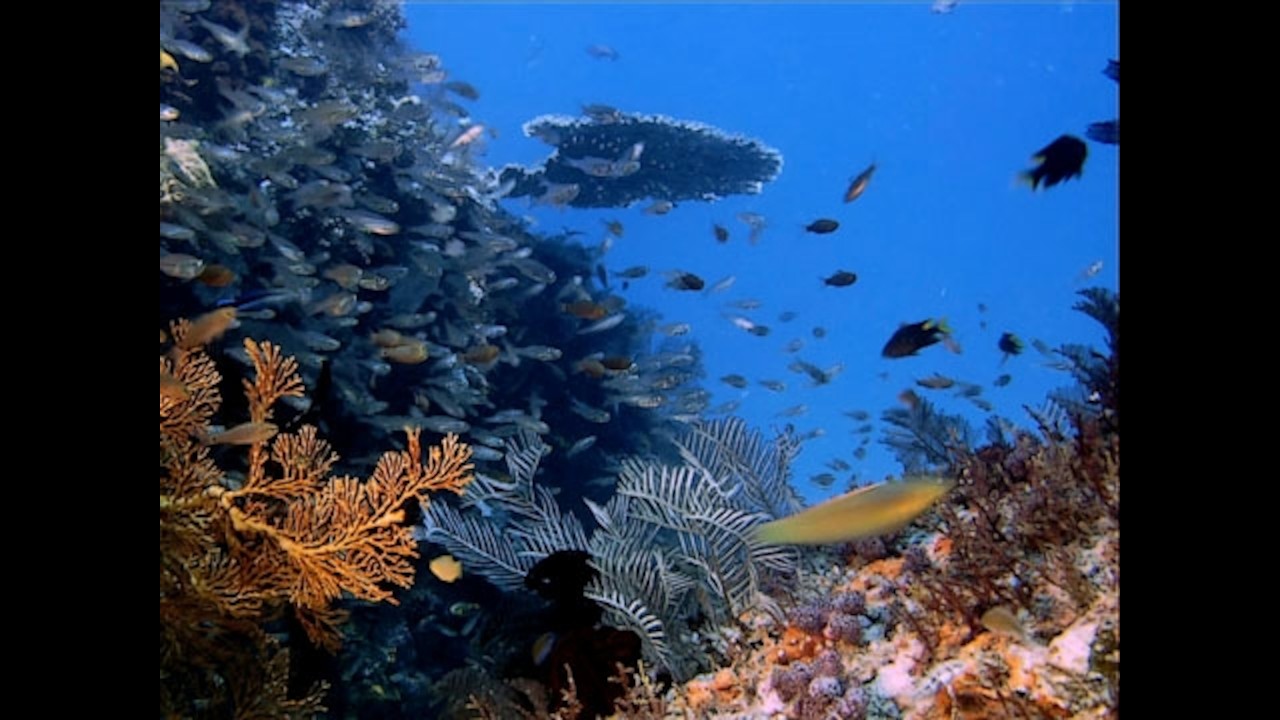 New Pacific Ocean live | please join now ! #bigocean#pacificocean