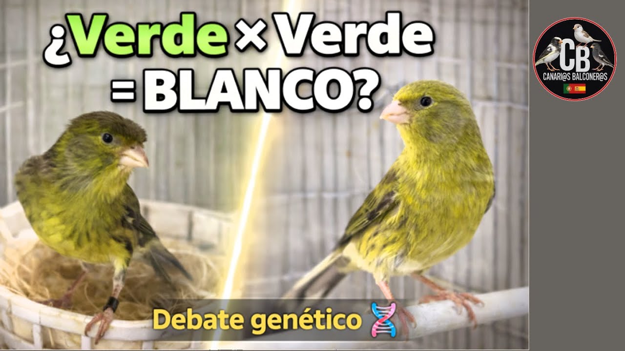 ¿Pueden 2 pájaros VERDES dar crías BLANCAS? Debate genético científico.CRIA de canarios 2026-aviario